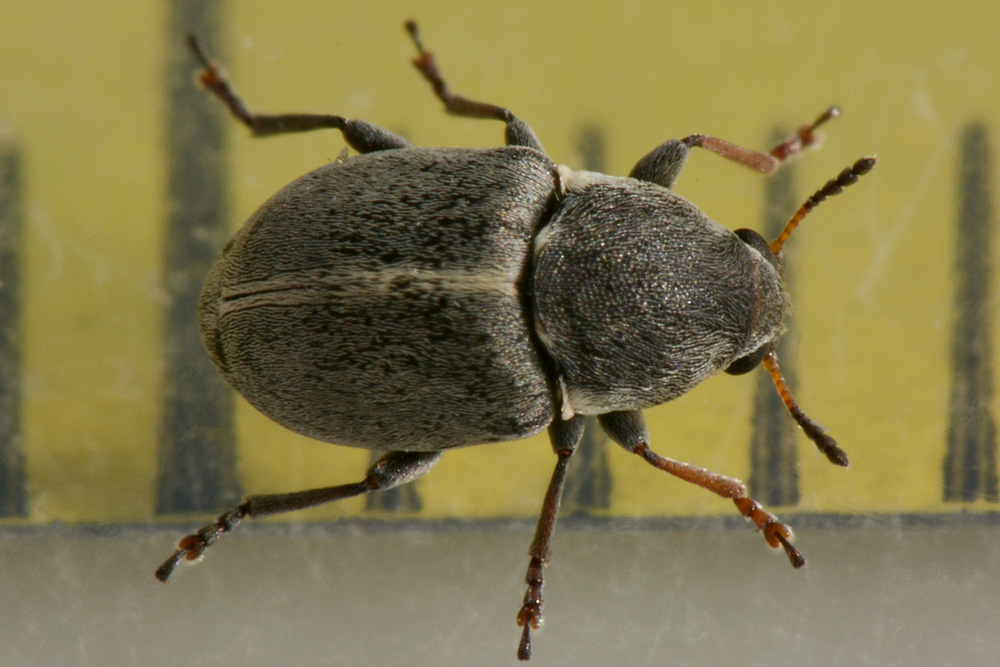 Quale famiglia?  Anthribidae:  Bruchela suturalis